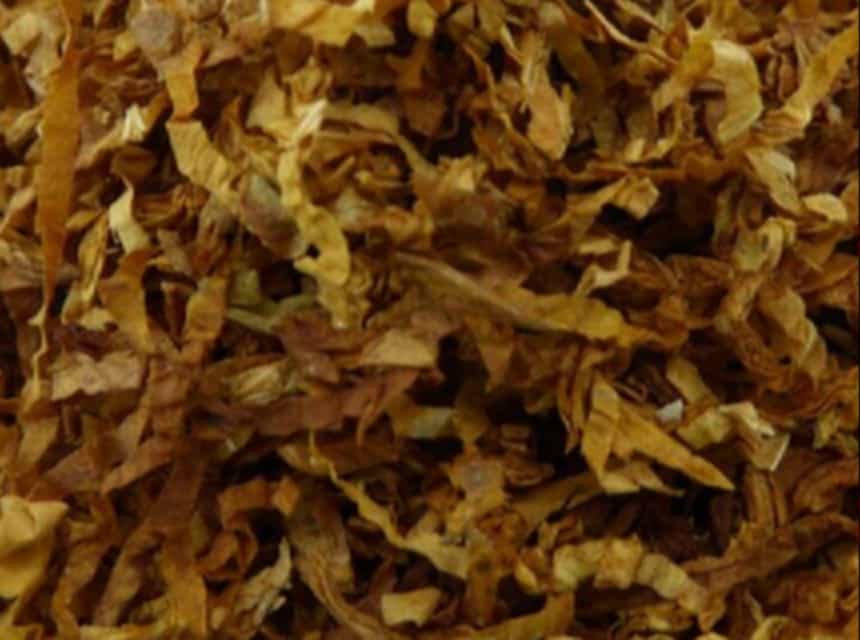 Close-up view of expanded shredded stems tobacco