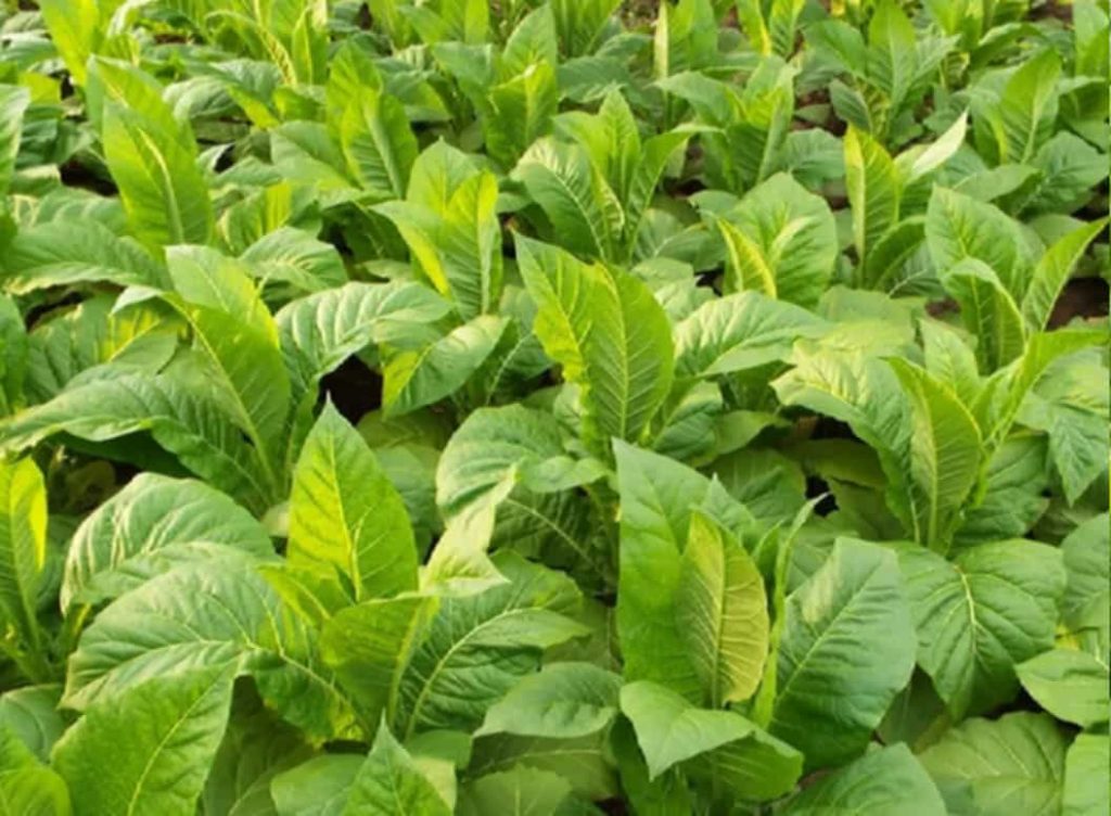 Organic Kentucky tobacco field under the Kentucky sun
